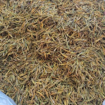 【产地直发】白茶系列黄金芽现采现发