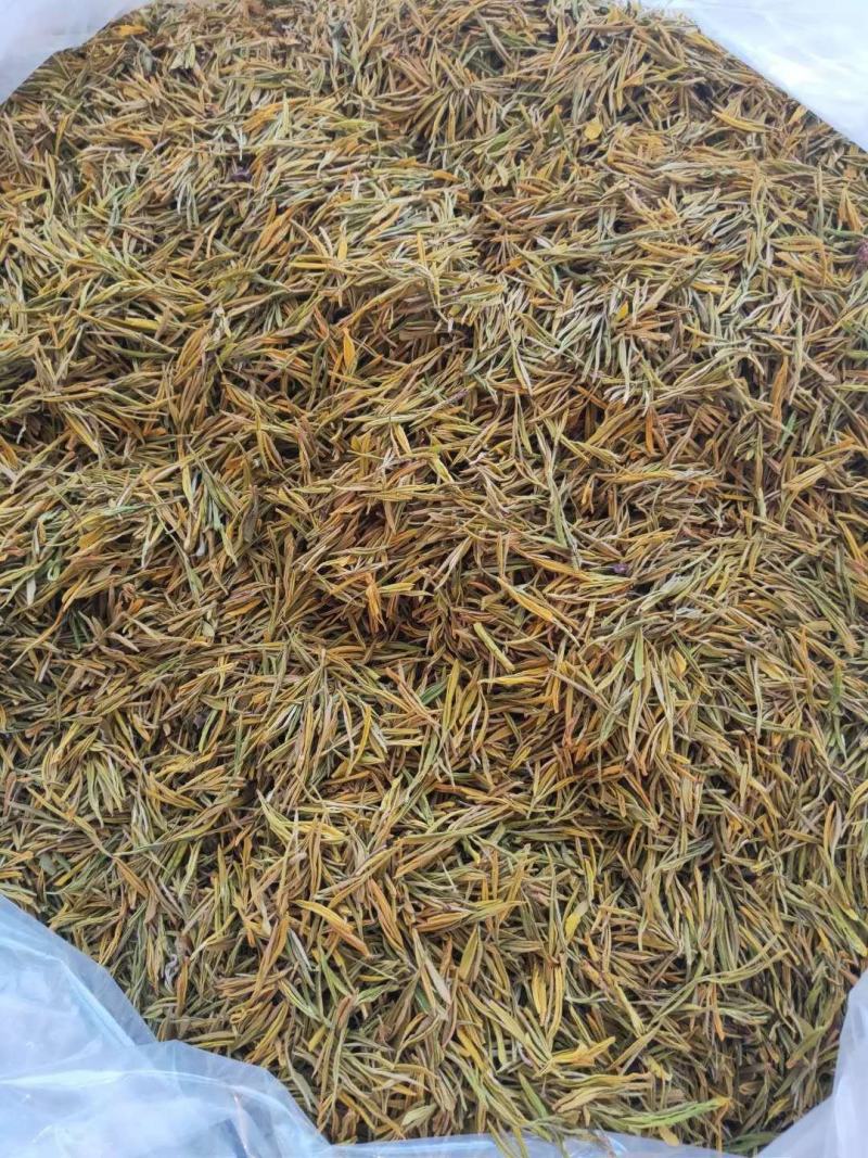 【产地直发】白茶系列黄金芽现采现发