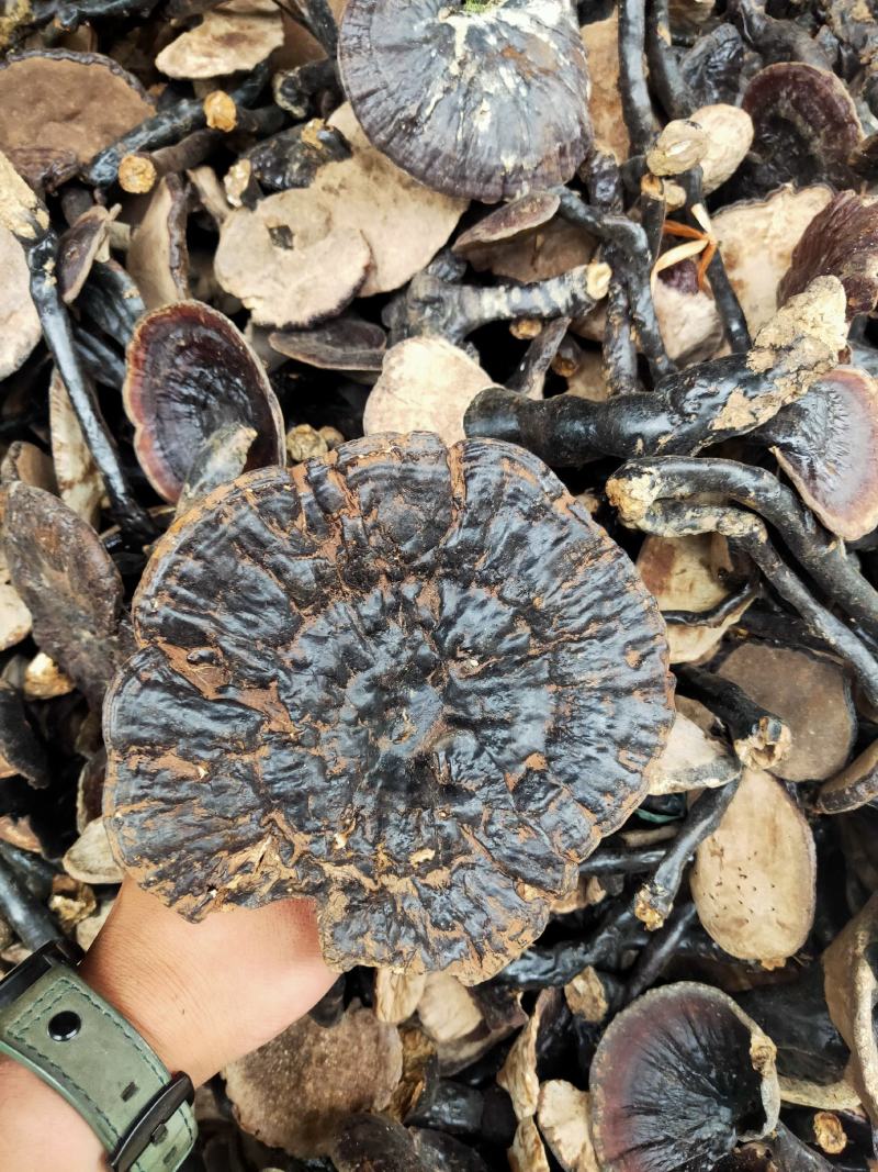 大瑶山灵芝