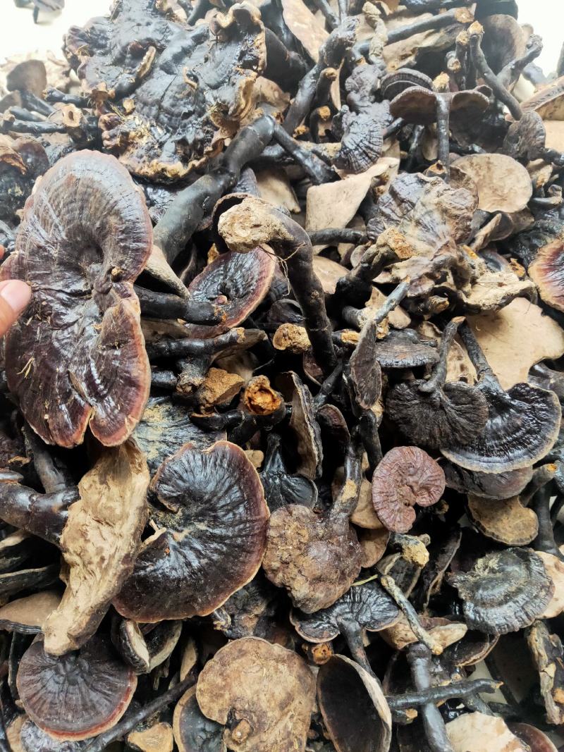 大瑶山灵芝