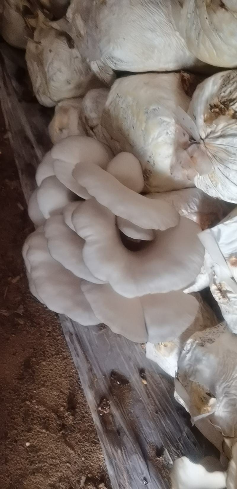 平菇