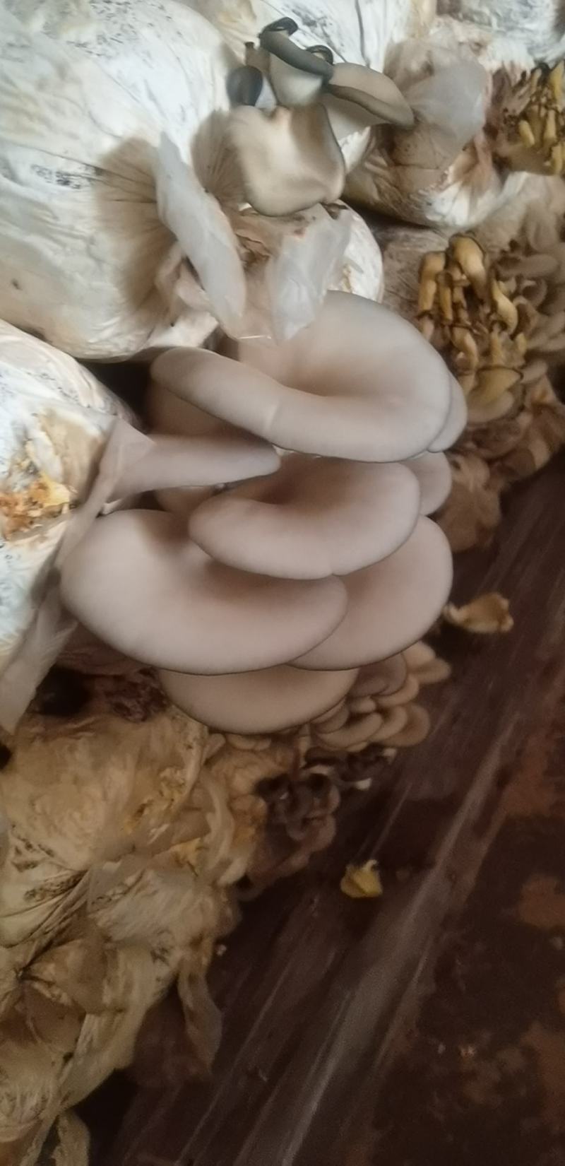 平菇