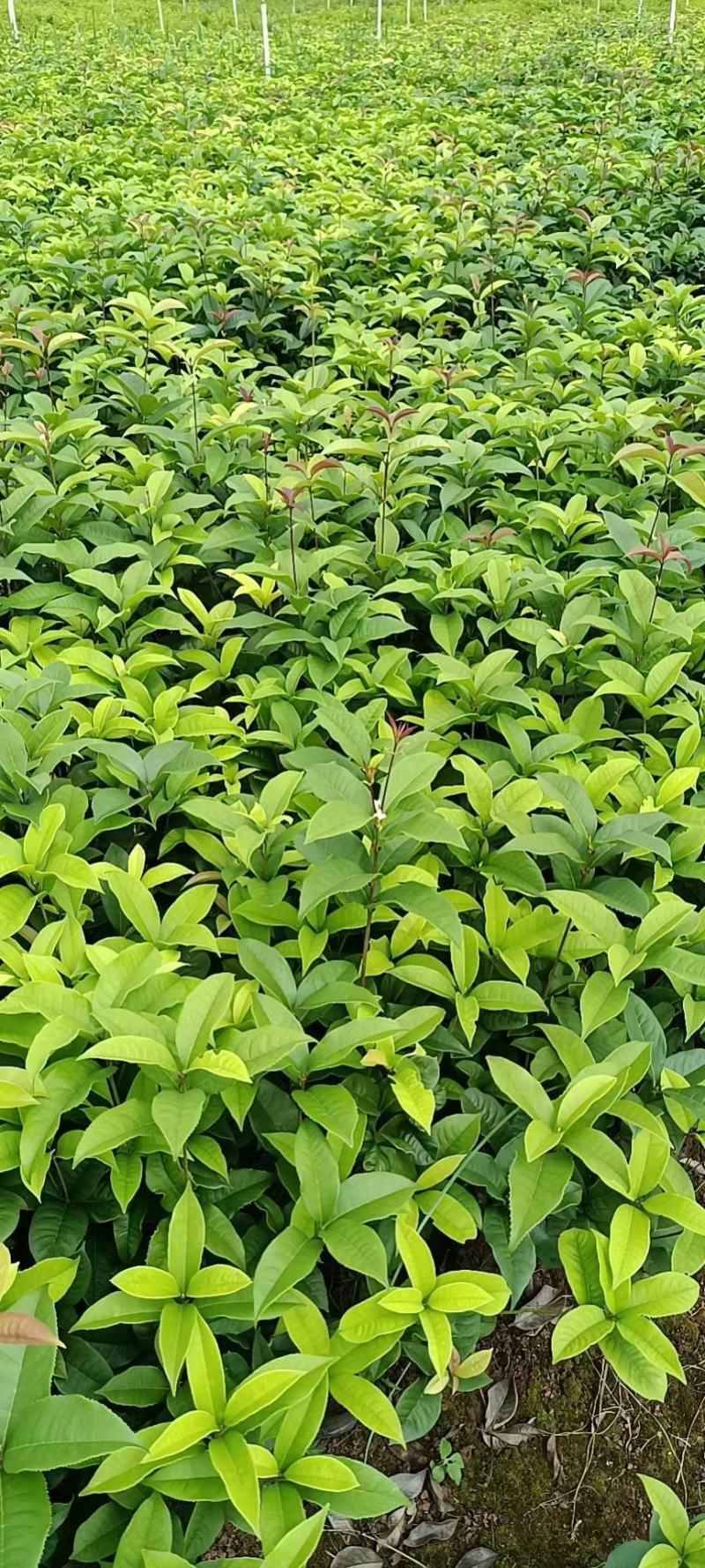 大量供应四季桂扦插小苗，杯苗，绿化工程苗