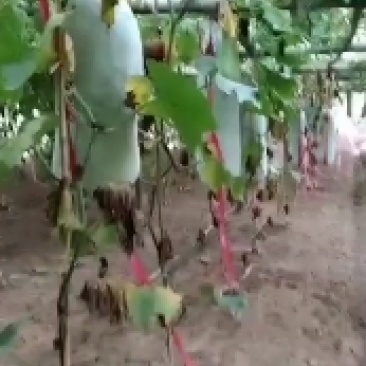 白皮吊冬瓜，品质保证好