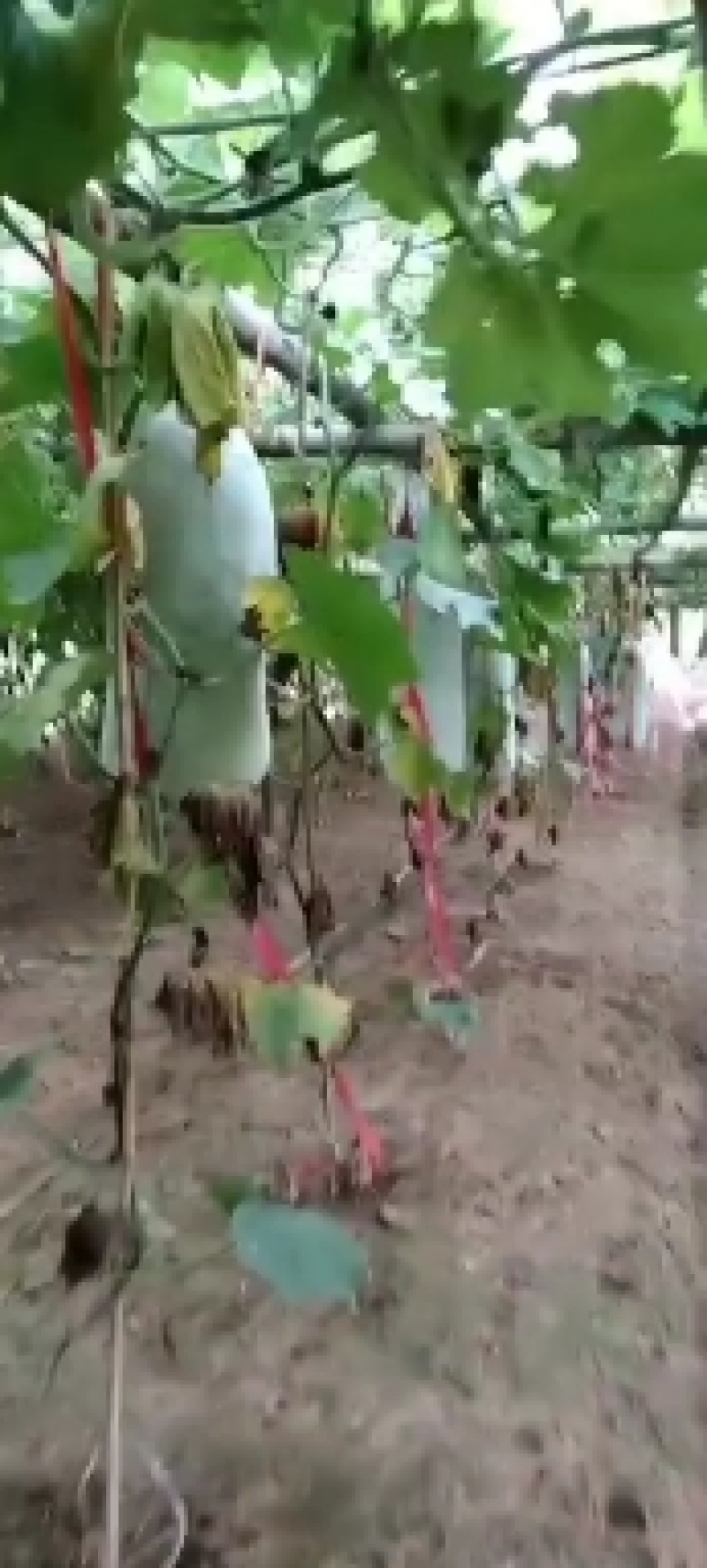 白皮吊冬瓜，品质保证好