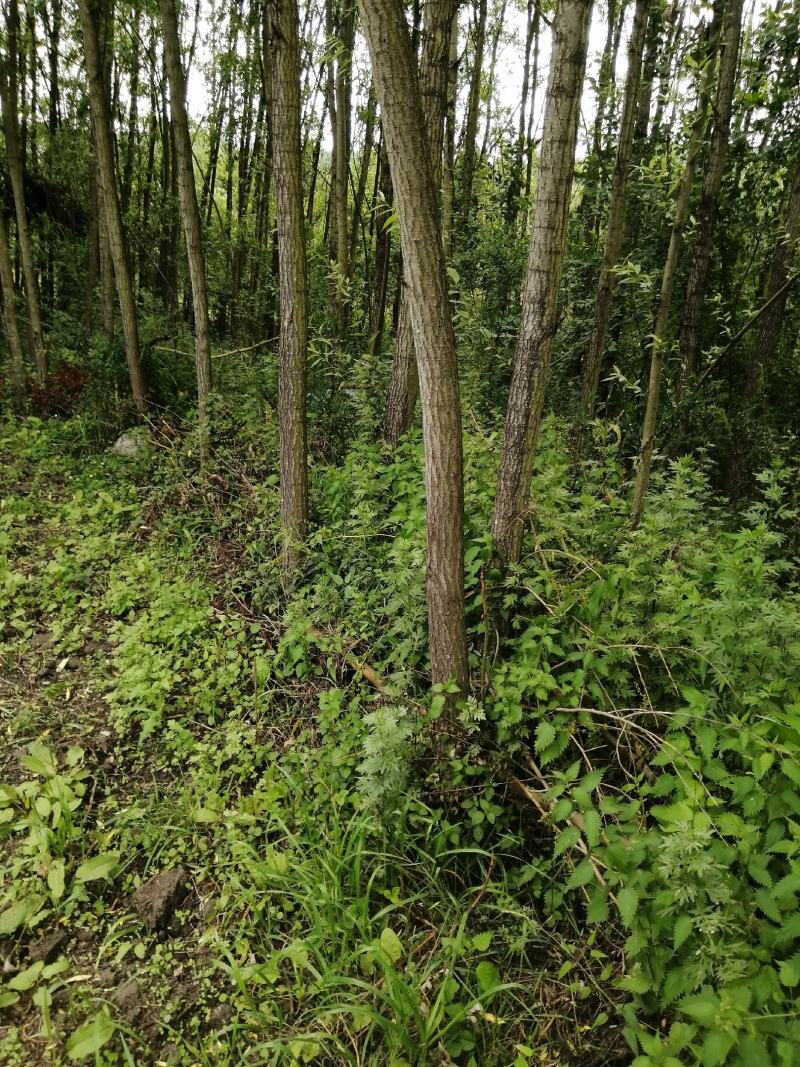 厂地直销，量大从优，视频看货。
