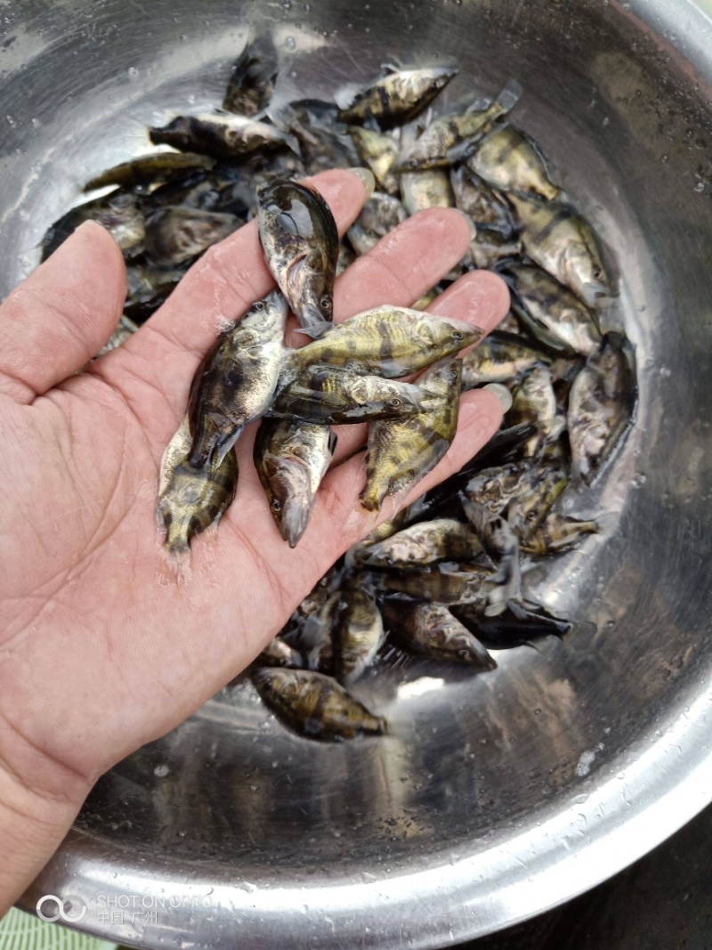 桂花，鳜鱼苗百万现货供应，量大优惠，抗病毒能力强。