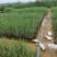 园林绿化，盆栽芦苇，基地直供品质保证欢迎选购