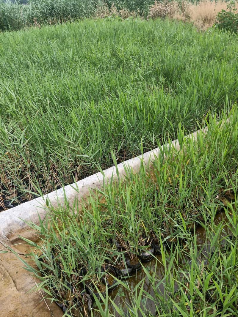 园林绿化，盆栽芦苇，基地直供品质保证欢迎选购