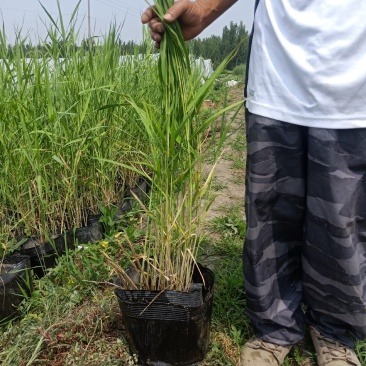 园林绿化，盆栽芦苇，基地直供品质保证欢迎选购