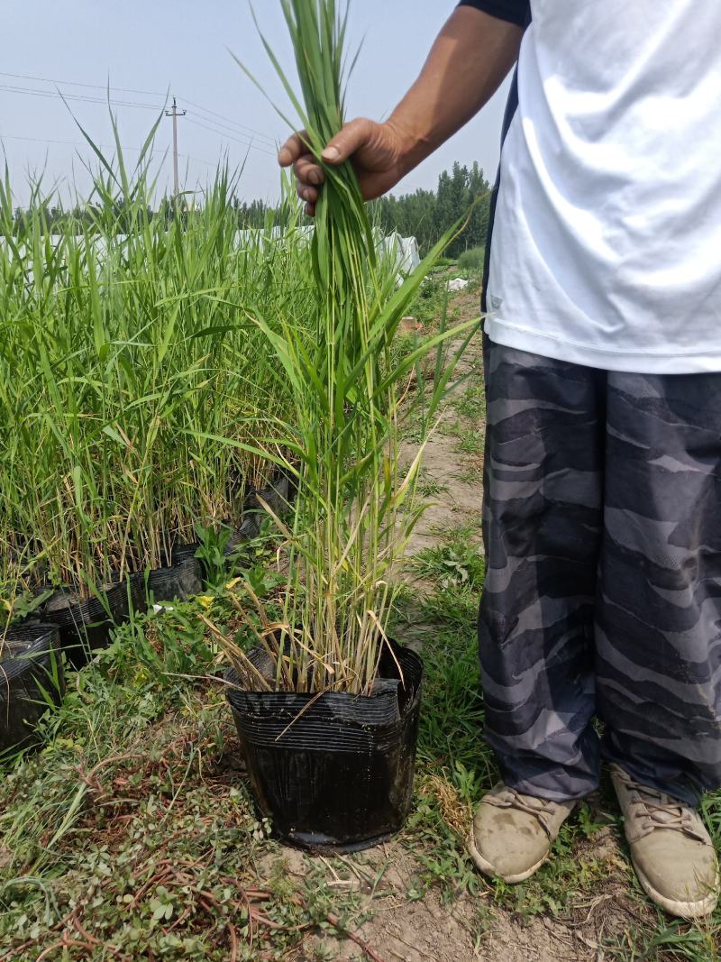 园林绿化，盆栽芦苇，基地直供品质保证欢迎选购