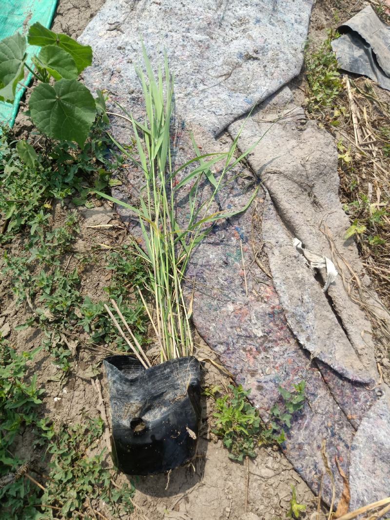 园林绿化，盆栽芦苇，基地直供品质保证欢迎选购