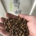新采林木树种青桐种子青铜树别名梧桐行道树种灌木林木乔木树