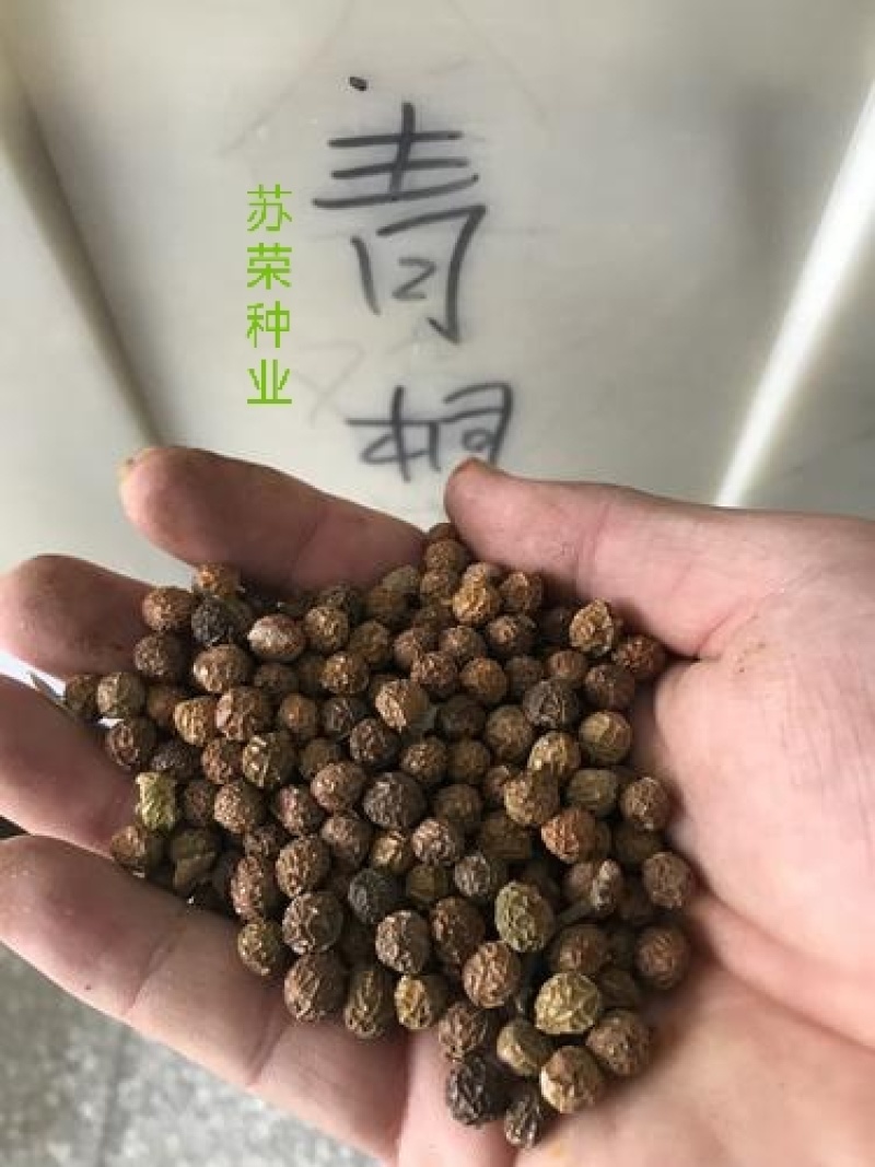 新采林木树种青桐种子青铜树别名梧桐行道树种灌木林木乔木树
