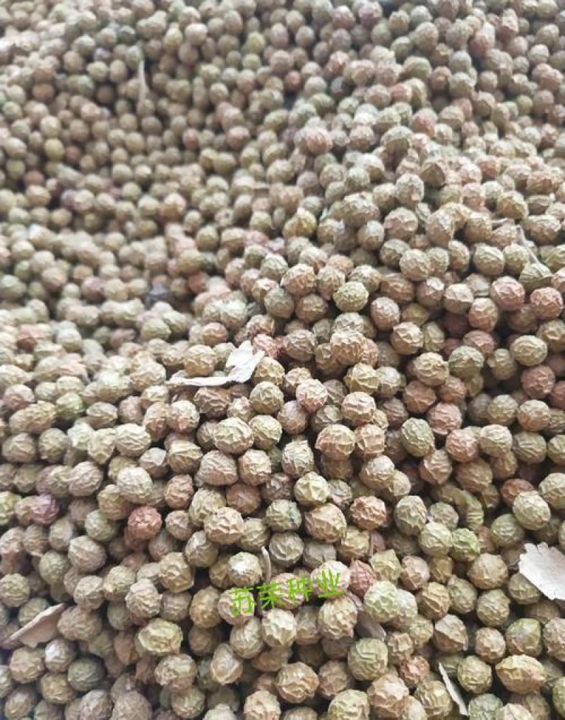 新采林木树种青桐种子青铜树别名梧桐行道树种灌木林木乔木树