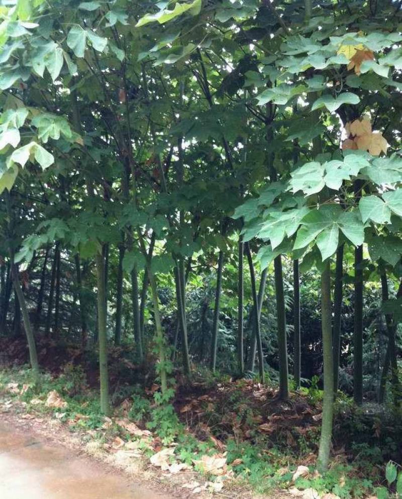 新采林木树种青桐种子青铜树别名梧桐行道树种灌木林木乔木树