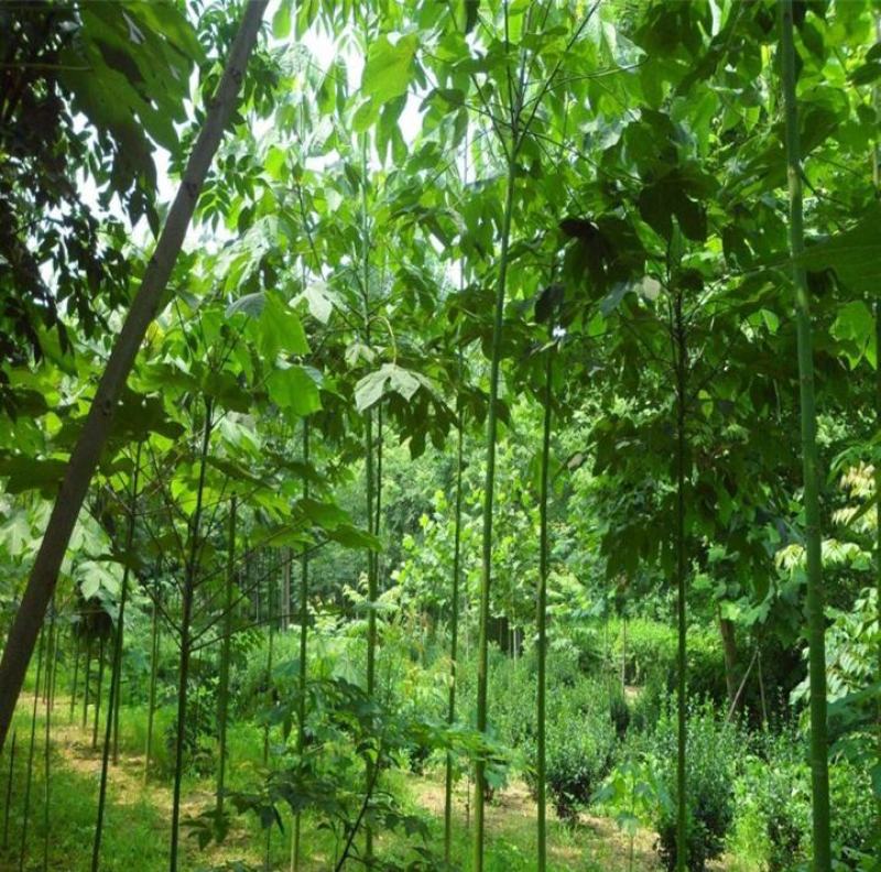 新采林木树种青桐种子青铜树别名梧桐行道树种灌木林木乔木树