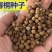 新采林木树种青桐种子青铜树别名梧桐行道树种灌木林木乔木树