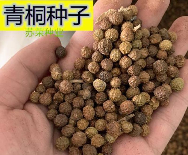 新采林木树种青桐种子青铜树别名梧桐行道树种灌木林木乔木树