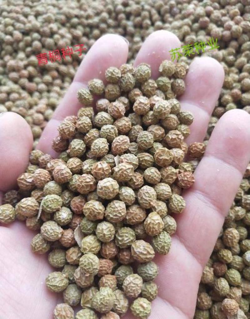 新采林木树种青桐种子青铜树别名梧桐行道树种灌木林木乔木树