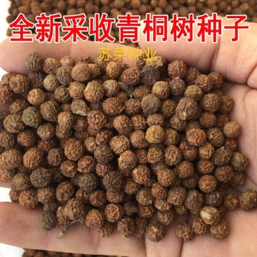 新采林木树种青桐种子青铜树别名梧桐行道树种灌木林木乔木树