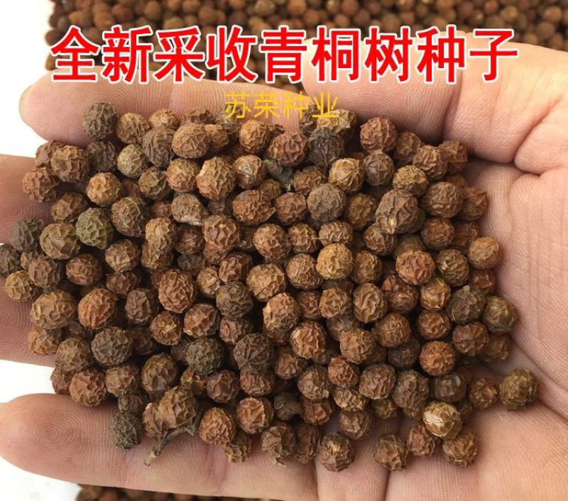 新采林木树种青桐种子青铜树别名梧桐行道树种灌木林木乔木树
