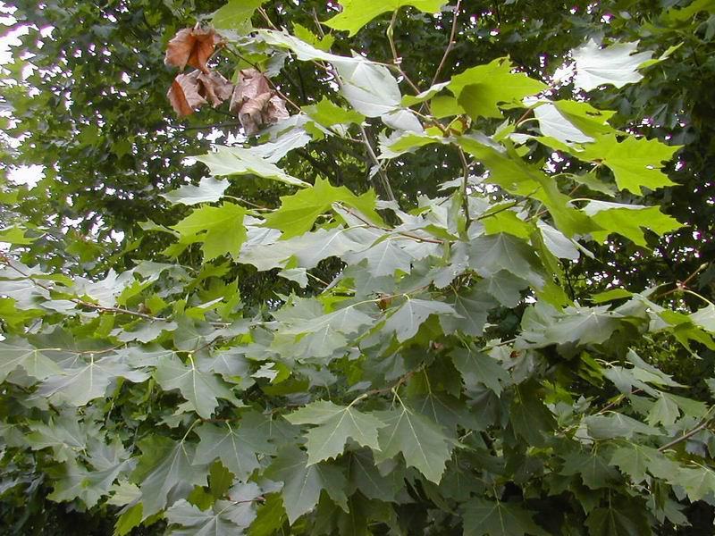 新采林木树种青桐种子青铜树别名梧桐行道树种灌木林木乔木树