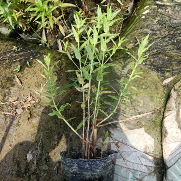 【精品】千屈菜种苗基地直销技术支持，绿化盆栽千屈菜