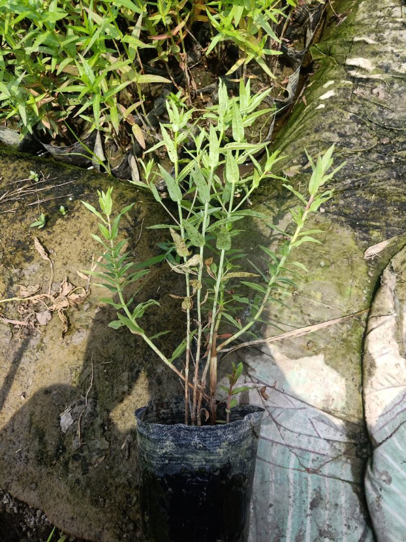 【精品】千屈菜种苗基地直销技术支持，绿化盆栽千屈菜