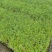 【精品】千屈菜种苗基地直销技术支持，绿化盆栽千屈菜