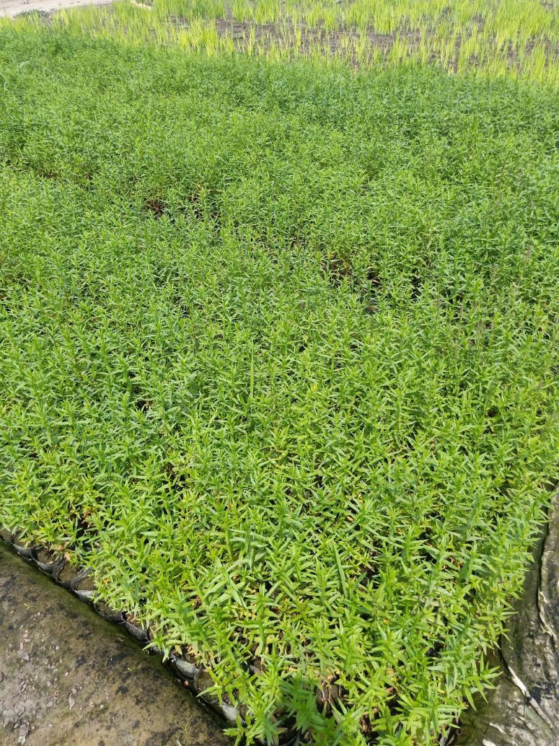 【精品】千屈菜种苗基地直销技术支持，绿化盆栽千屈菜