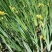 【精选】菖蒲苗，园林绿化，盆栽黄菖蒲基地直供欢迎选购