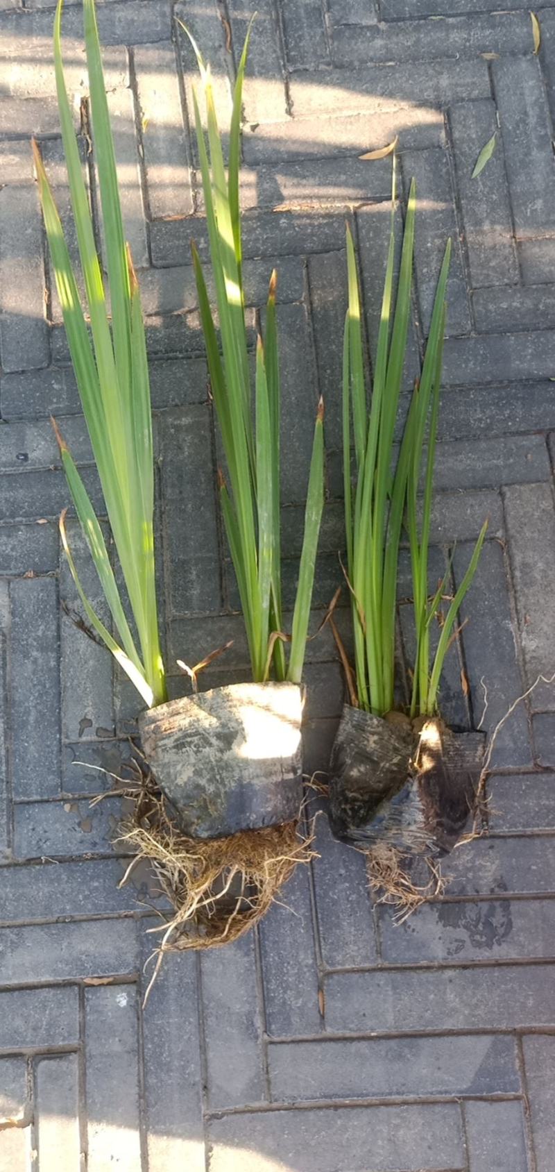【精选】菖蒲苗，园林绿化，盆栽黄菖蒲基地直供欢迎选购