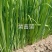 【精选】菖蒲苗，园林绿化，盆栽黄菖蒲基地直供欢迎选购