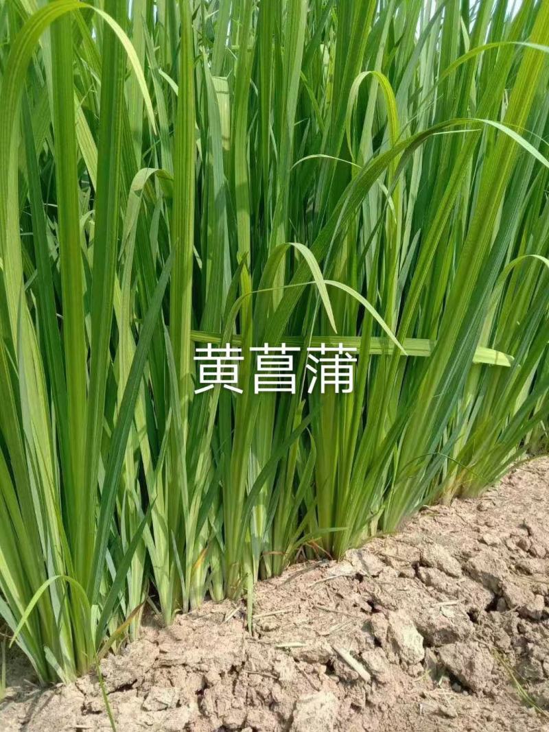 【精选】菖蒲苗，园林绿化，盆栽黄菖蒲基地直供欢迎选购