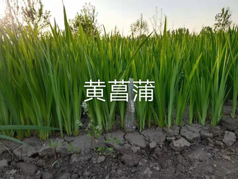 【精选】菖蒲苗，园林绿化，盆栽黄菖蒲基地直供欢迎选购