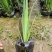 【精选】菖蒲苗，园林绿化，盆栽黄菖蒲基地直供欢迎选购