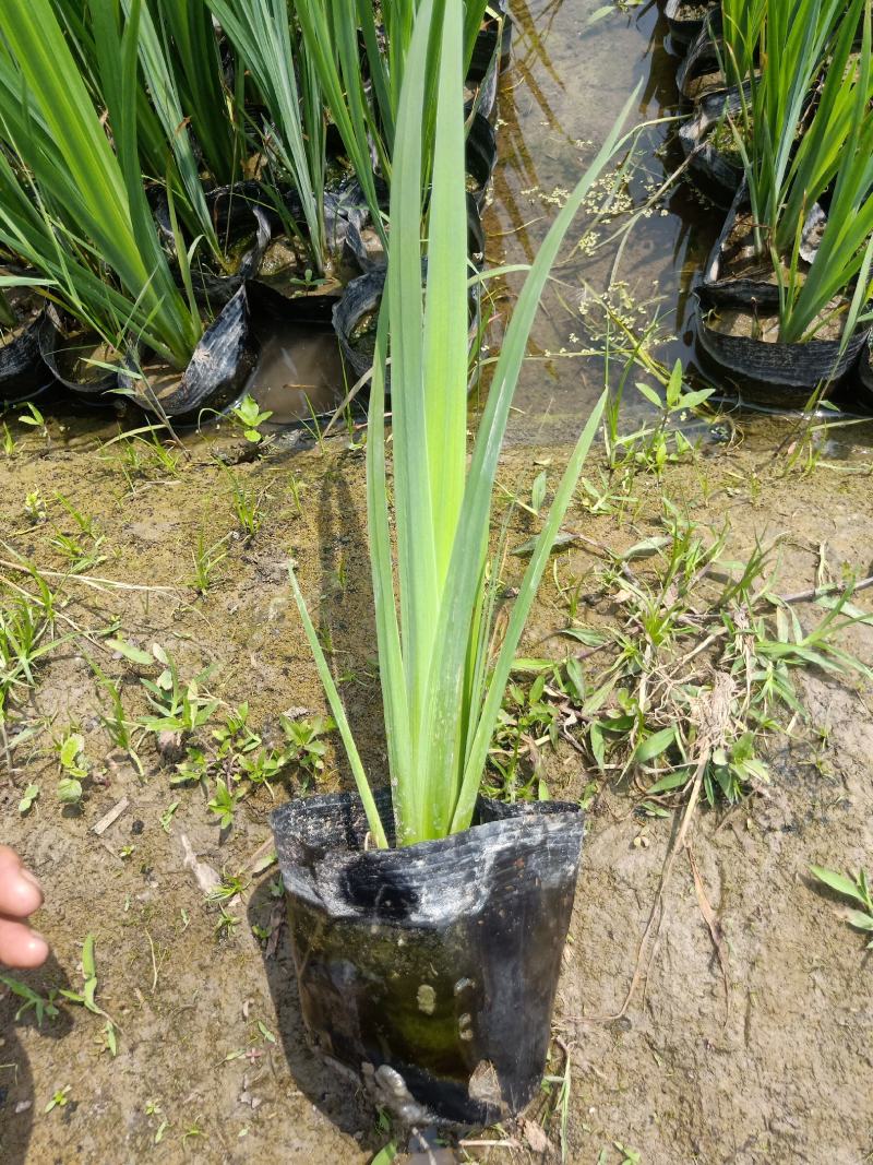 【精选】菖蒲苗，园林绿化，盆栽黄菖蒲基地直供欢迎选购