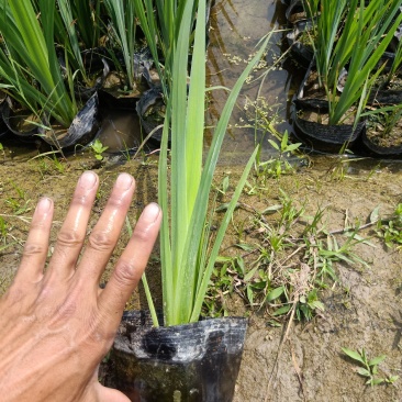【精选】菖蒲苗，园林绿化，盆栽黄菖蒲基地直供欢迎选购