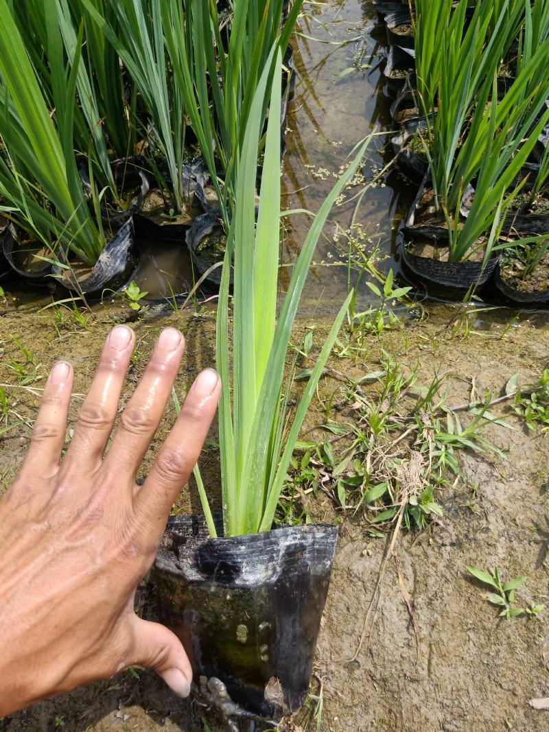 【精选】菖蒲苗，园林绿化，盆栽黄菖蒲基地直供欢迎选购