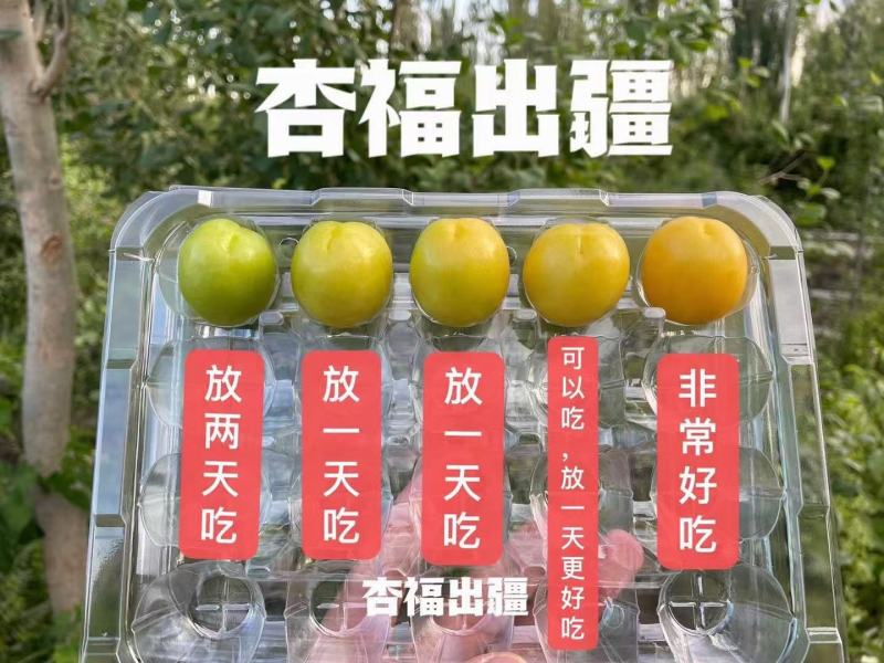 新疆轮台小白杏现摘现发保证品质新鲜航运产地直发批团购电商