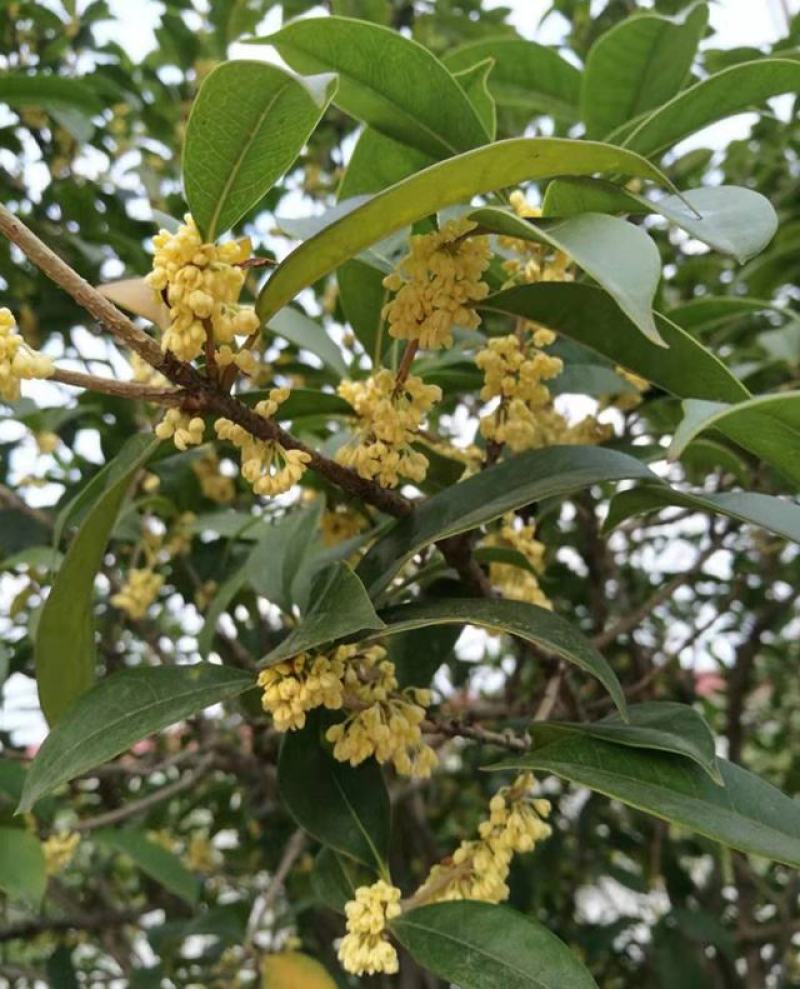 新采桂花种子四季桂金桂沉香八月桂花树种子桂花种籽