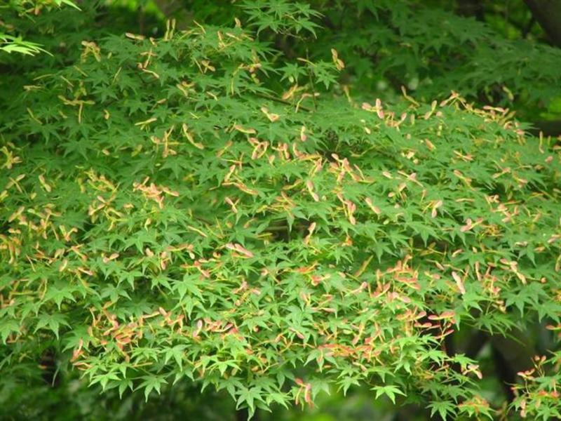 鸡爪槭种子林木种籽国产散装四季多年生景观绿化工程观叶种孑