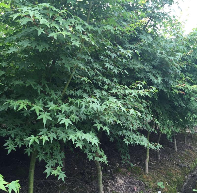 鸡爪槭种子林木种籽国产散装四季多年生景观绿化工程观叶种孑