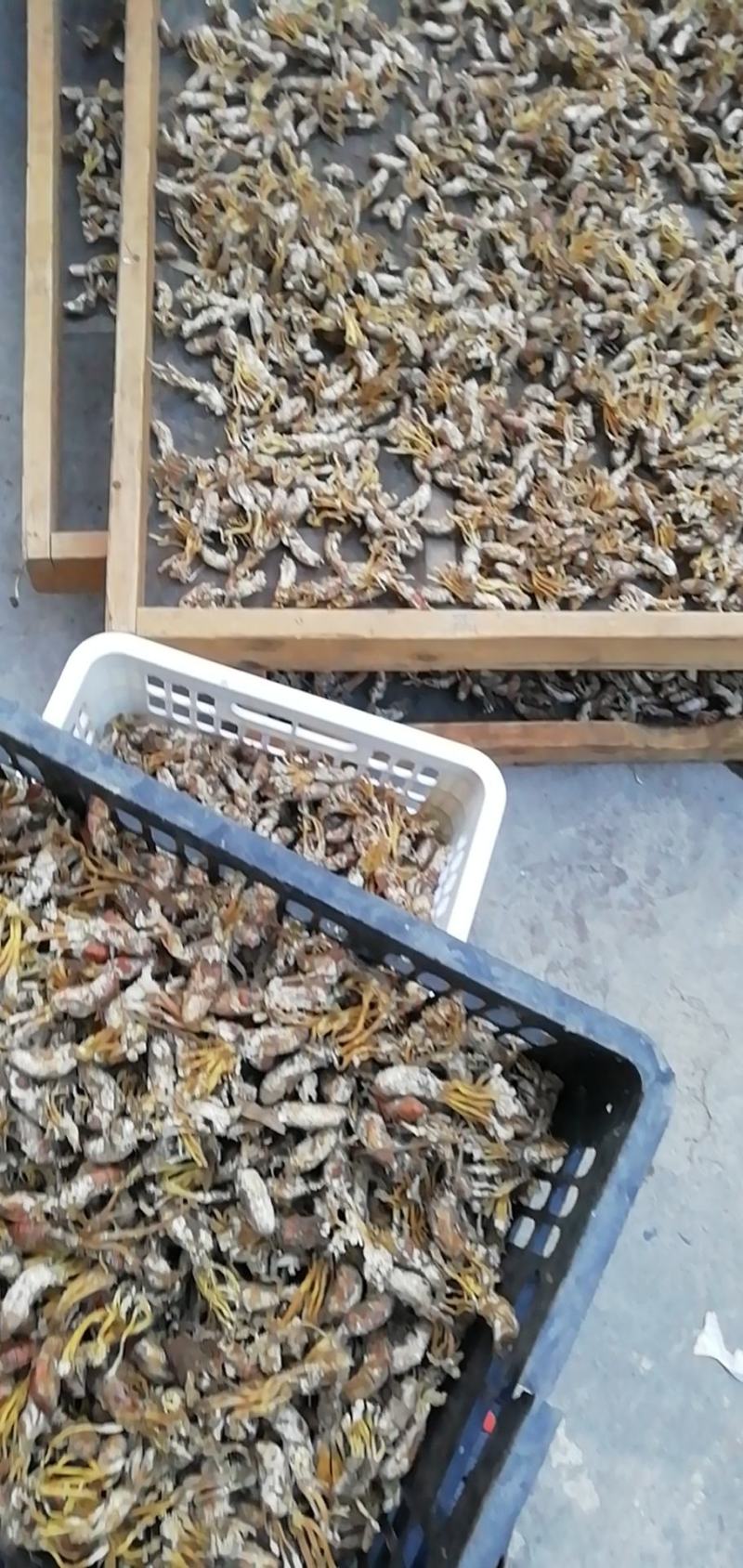 皖南金蝉花，纯野生，无任何添加，诚信经营，合作才能共赢