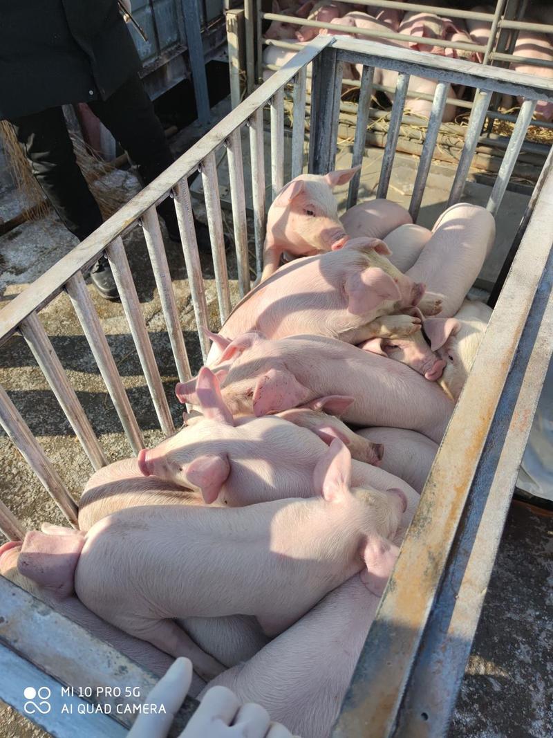 三元猪养殖基地直发全国代发一条龙服务，跟车指导