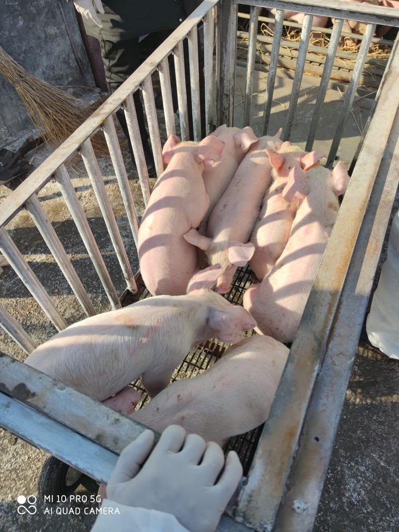三元猪养殖基地直发全国代发一条龙服务，跟车指导