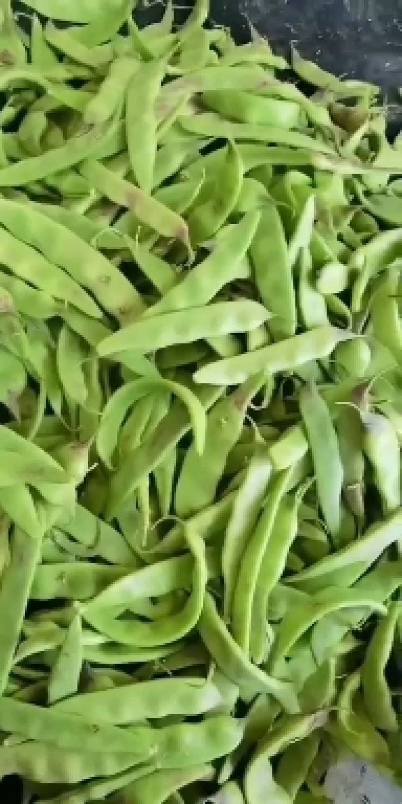 油豆角，一点红油豆角大量上市