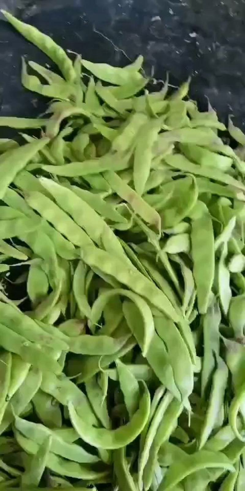 油豆角，一点红油豆角大量上市