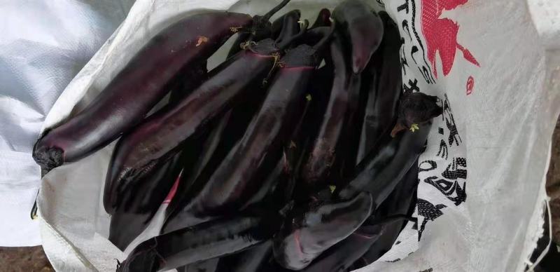 黑茄子，茄子大量上市，产地直供欢迎采购